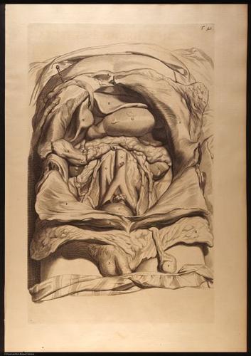 E466 - Anatomy Atlas - Cowper - i0553