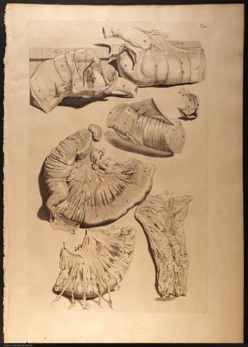 E466 - Anatomy Atlas - Cowper - i0554