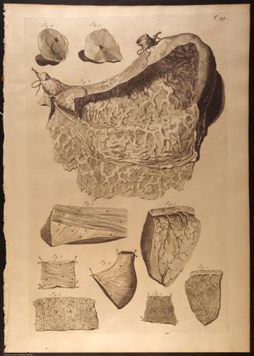E466 - Anatomy Atlas - Cowper - i0556