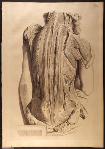 E466 - Anatomy Atlas - Cowper - i0559