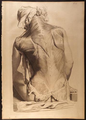 E466 - Anatomy Atlas - Cowper - i0560