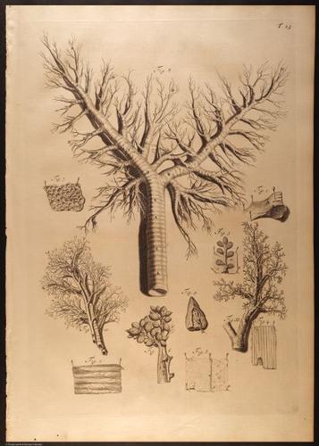 E466 - Anatomy Atlas - Cowper - i0561