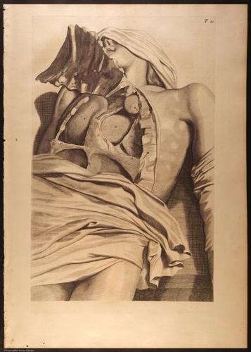 E466 - Anatomy Atlas - Cowper - i0562