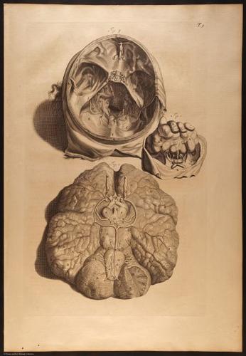 E466 - Anatomy Atlas - Cowper - i0569