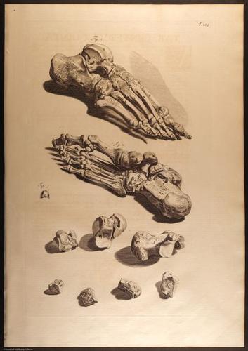 E466 - Anatomy Atlas - Cowper - i0574