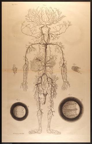 E466 - Anatomy Atlas - Cowper - i0577