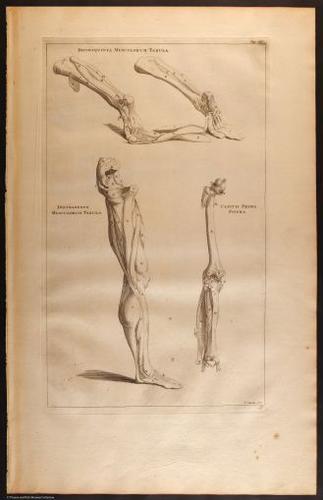 E466 - Anatomy Atlas - Cowper - i0580