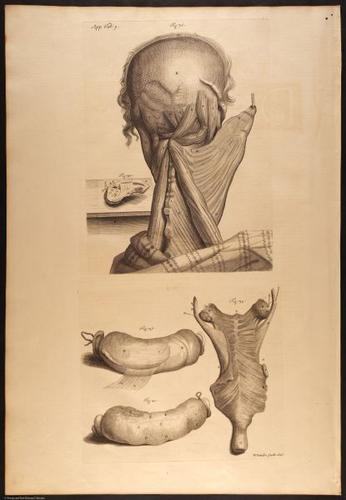 E466 - Anatomy Atlas - Cowper - i0616