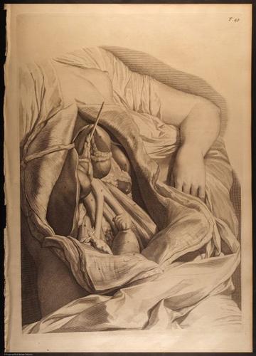 E466 - Anatomy Atlas - Cowper - i0619