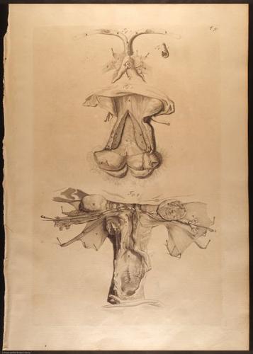 E466 - Anatomy Atlas - Cowper - i0620