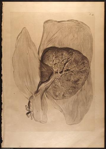 E466 - Anatomy Atlas - Cowper - i0624