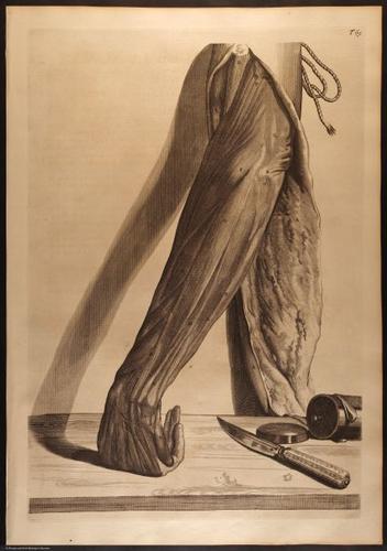 E466 - Anatomy Atlas - Cowper - i0629