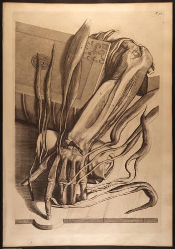 E466 - Anatomy Atlas - Cowper - i0630