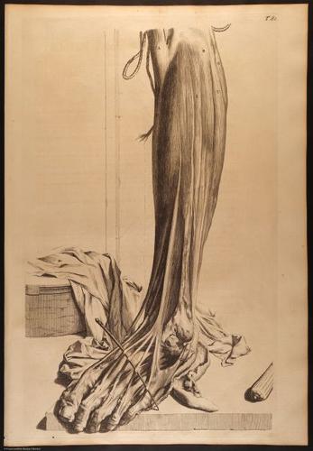 E466 - Anatomy Atlas - Cowper - i0635