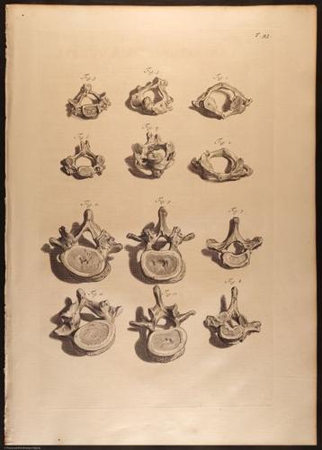 E466 - Anatomy Atlas - Cowper - i0638