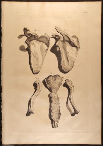 E466 - Anatomy Atlas - Cowper - i0639