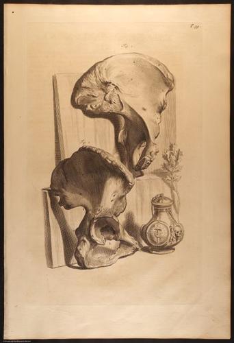 E466 - Anatomy Atlas - Cowper - i0641