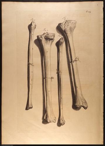 E466 - Anatomy Atlas - Cowper - i0643
