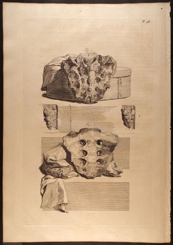 E466 - Anatomy Atlas - Cowper - i0645