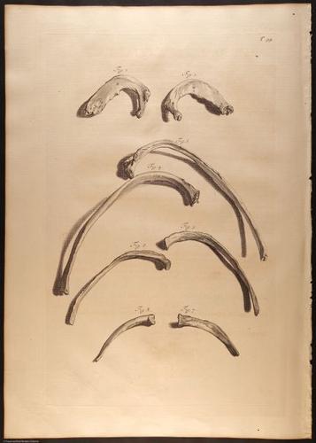 E466 - Anatomy Atlas - Cowper - i0647