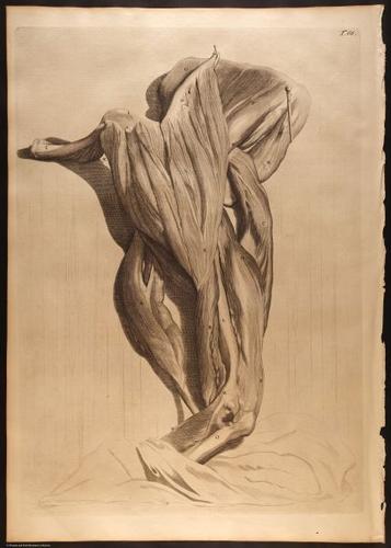 E466 - Anatomy Atlas - Cowper - i0659