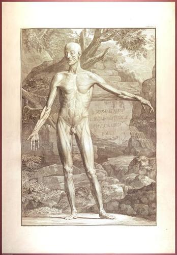 E488 - Albinus Anatomy - 0800