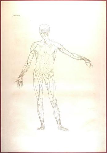 E488 - Albinus Anatomy - 0801