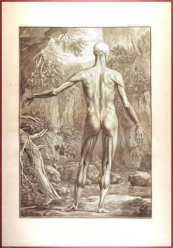 E488 - Albinus Anatomy - 0803