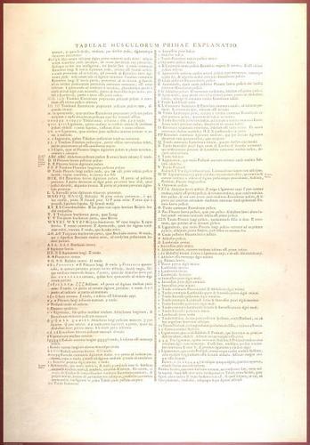 E488 - Albinus Anatomy - 0804