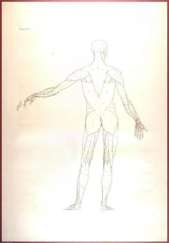 E488 - Albinus Anatomy - 0805