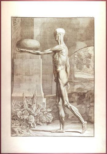 E488 - Albinus Anatomy - 0806