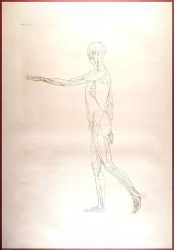 E488 - Albinus Anatomy - 0807