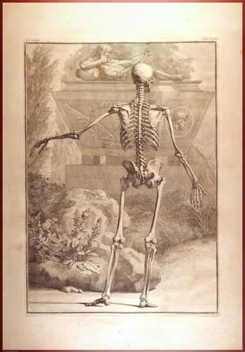 E488 - Albinus Anatomy - 0808