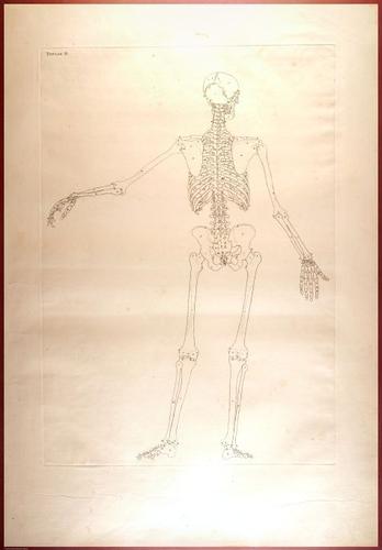 E488 - Albinus Anatomy - 0809