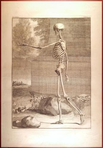E488 - Albinus Anatomy - 0810