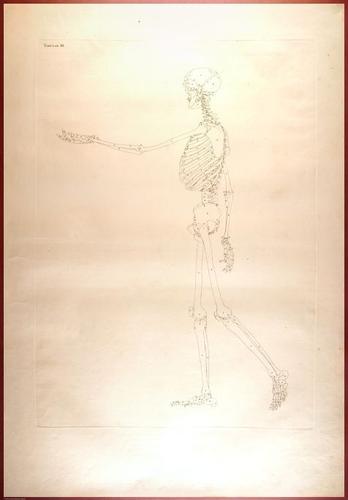 E488 - Albinus Anatomy - 0811