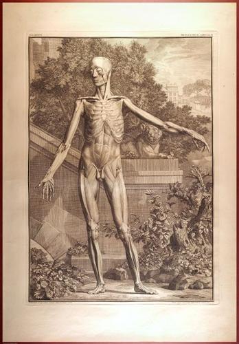 E488 - Albinus Anatomy - 0814