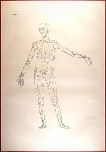 E488 - Albinus Anatomy - 0815