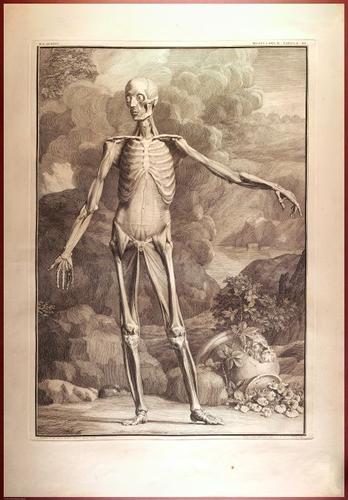 E488 - Albinus Anatomy - 0818