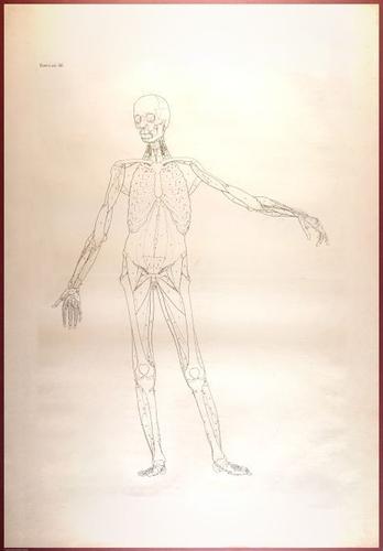 E488 - Albinus Anatomy - 0819