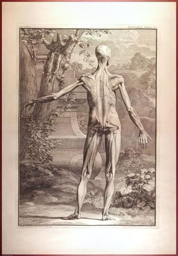 E488 - Albinus Anatomy - 0822