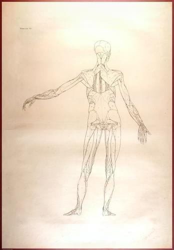 E488 - Albinus Anatomy - 0823