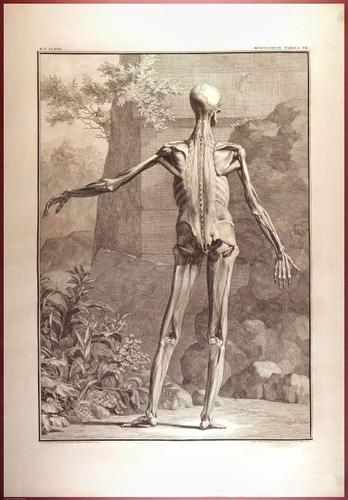 E488 - Albinus Anatomy - 0824