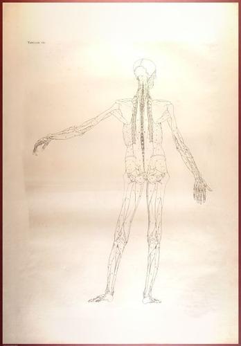 E488 - Albinus Anatomy - 0825