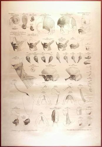 E488 - Albinus Anatomy - 0826