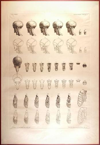 E488 - Albinus Anatomy - 0827