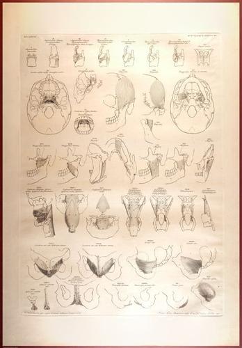E488 - Albinus Anatomy - 0828