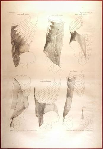 E488 - Albinus Anatomy - 0829