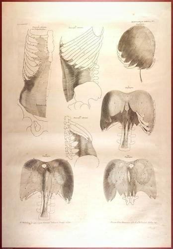 E488 - Albinus Anatomy - 0830