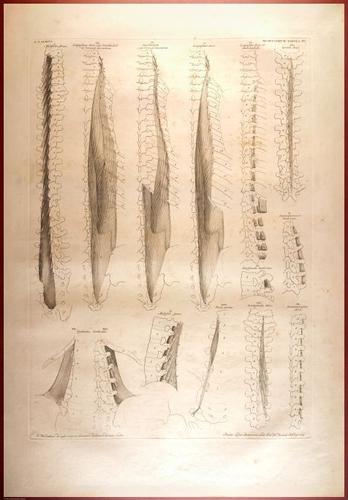 E488 - Albinus Anatomy - 0831